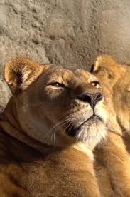 8 Largest Zoos In The World Cool Traveling Tips Video Em 2020 Cavalos Mustang Arte Com Gatos Animais
