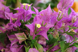Als florale botschafterin tropischer blütenpracht, zieht die drillingsblume im sommerlichen garten alle blicke auf sich. Drillingsblume Bougainvillea Pflanzen Pflege Und Uberwintern