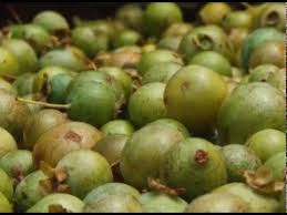 Es un árbol que tiene copa redondeada y fuste tortuoso, acanalado en la base. Guavira Ms Youtube