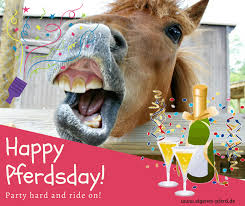 Geburtstag Unter Pferden Pferd Eigenespferd Erstespferd Lustig Pferdegeburtstag Geburtstagswunsche Pferd Pferde Pferd