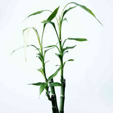 Check spelling or type a new query. How To Use Lucky Bamboo For Good Feng Shui