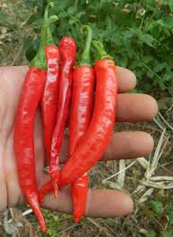 Image result for Capsicum frutescens