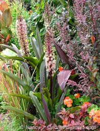 Image result for Vigna comosa