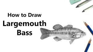 Before i start the lesson, i w. How To Draw A Largemouth Bass Video Drawingtutorials101 Com