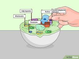 Different types of cell have cell walls made up of different materials; 4 Ways To Make A Model Cell Wikihow