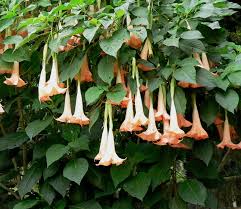 Image result for Datura stramonium