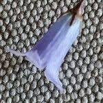 Image result for Wahlenbergia capillacea