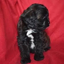 Mary czewski first began raising pups on a small farm as a. Cavapoo Cavoodle Puppies For Sale In Il Dreamcatcher Hill Puppies