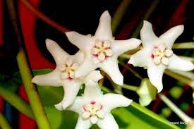 Usda, ars, germplasm resources information network. Hoya Australis Ssp Oramicola Vermont Hoyas