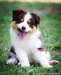 Maybe you would like to learn more about one of these? Chocabloc Border Collies Border Collie Breeder Qld