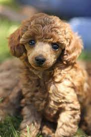 Princess Red Toy Poodle At Six Weeks Cute Dogs Cute Cats And Dogs Poodle Puppy