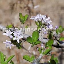 Image result for Ehretia rigida