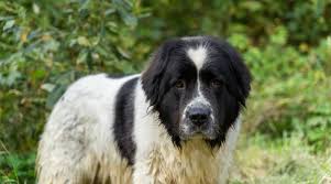 Find your new companion at newfoundland puppies for sale your search returned the following puppies for sale. Saint Bernard Newfoundland Mix Saint Bernewfie Breed Information
