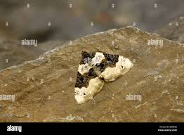 Image result for Cosmorhoe ocellata