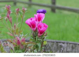 Image result for dipladenie amonea