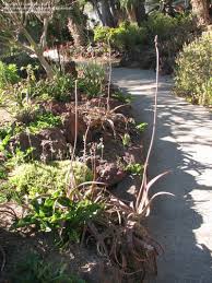 Image result for Aloe suffulta