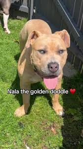 Who else's Bully gives those sad eyes that would get them away with an...