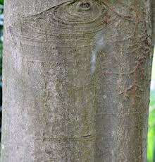 Image result for Apodytes