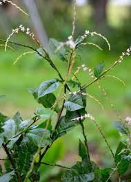 Image result for Petiveria