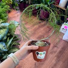 Image result for Bowiea volubilis