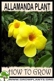Allamanda Plant How To Grow Care