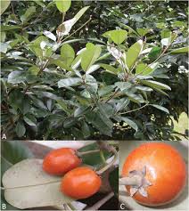 Image result for Manilkara kauki