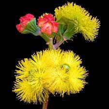 Dwarf angophora, angophora costata 'little gumball', is a hybrid gum never known to flower. Red Cap Gum Dwarf Seeds The Seed Collection