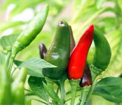 A variety of the pepper capsicum annuum. Diavolicchio Calabrese Caratteristiche E Coltivazione Del Peperoncino Del Sud