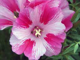 Godetia Planting And Care Growing From Seeds Photo