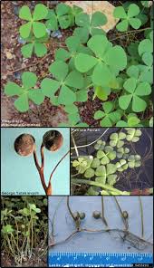 Image result for Marsilea minuta