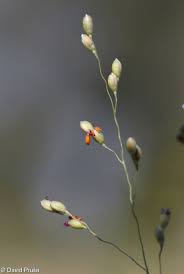 Image result for Panicum schinzii