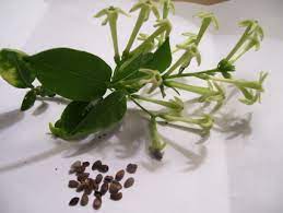 We did not find results for: Free 6 Jasmine Seeds Night Blooming Variegated Cestrum Nocturnum Gardening Seeds Bulbs Listia Com Auctions For Free Stuff