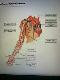 We do not have our own sufficient experience of coronary graft assessment. Solved He Thoracic Wall And Upper Limbs Subclavian Artery Chegg Com