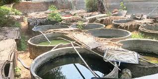 Linda robert (marketing executive @pondpro2000) said, without the pond your water garden is incomplete. Fish Farmers Deprived Of Livelihood As Temp Soars The New Indian Express