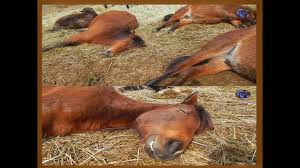 Horul Horul Uyuyan Atlar Sleeping Horses Snoring Extremely Loudly Hayvan Hayvanlar Atlar