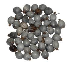 Image result for Coix lacryma-jobi