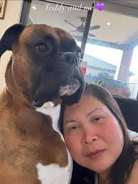 Boxer dog with strength and elegance