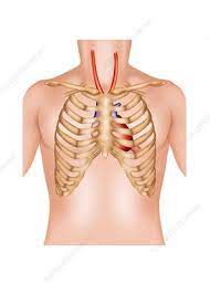 Learn about lung function, problems, location in the body, and more. Rib Cage And Heart Illustration Stock Image C029 9408 Science Photo Library