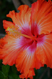 Hibiscus Orange 2 Hibiscus Plant Beautiful Flowers Hibiscus Flowers