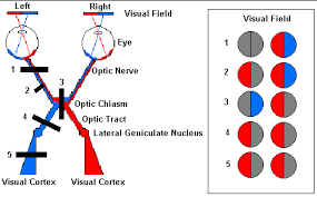 Neuroscience For Kids Visual Pathway