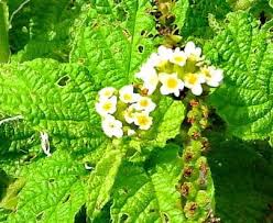 Image result for Heliotropium elongatum