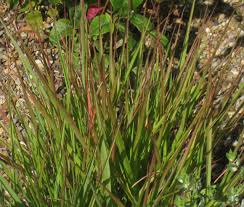 Image result for Eragrostis macrochlamys