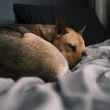 What To Do When Your Dog Dies At Home Pethelpful