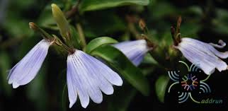 Image result for Sclerochiton harveyanus