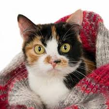 Remedes Maison Pour Un Chat Enrhume