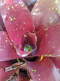 Image result for Blumea squarrosa