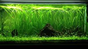 Image result for Vallisneria
