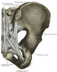 Coccygeus muscles, d coccygeus muscle, e anococcygeal. Sacroiliac Joint Physiopedia