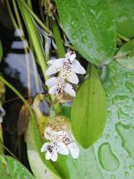 Image result for Aponogetonaceae