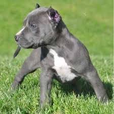 Pin On Pits